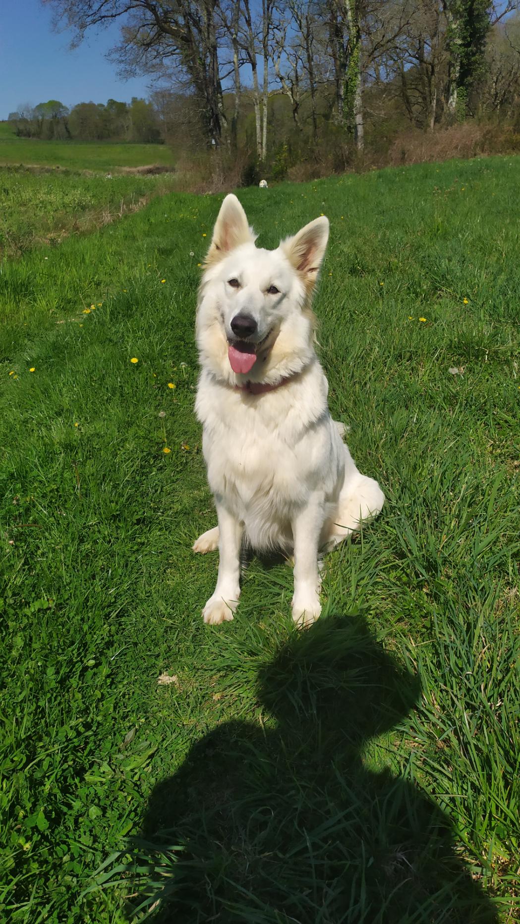 Berger blanc suisse obéit à l'ordre pas bougé